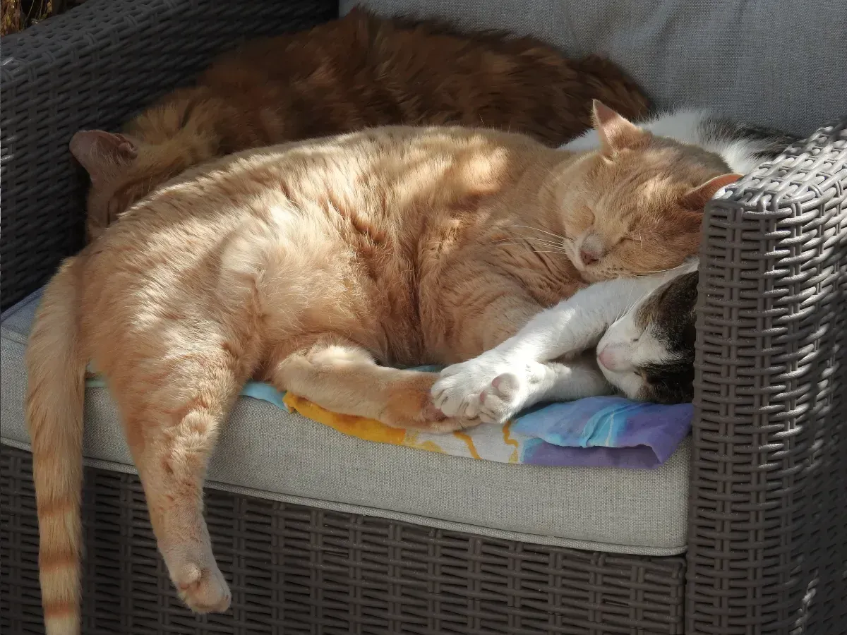 Three cats sleeping on a garden chair.