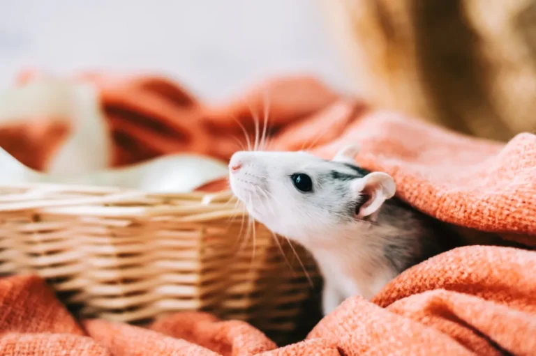 Black and white pet rat