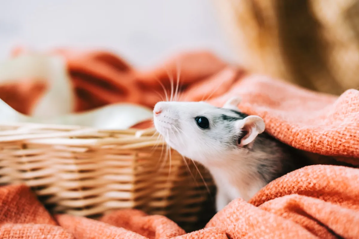 Black and white pet rat